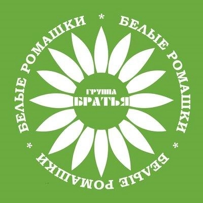 Белые ромашки