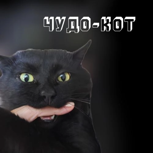Чудо-кот