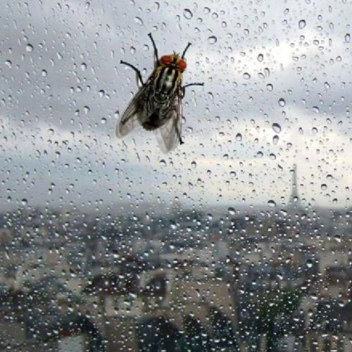 Дождь-кутила