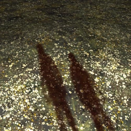 Ромашковое поле