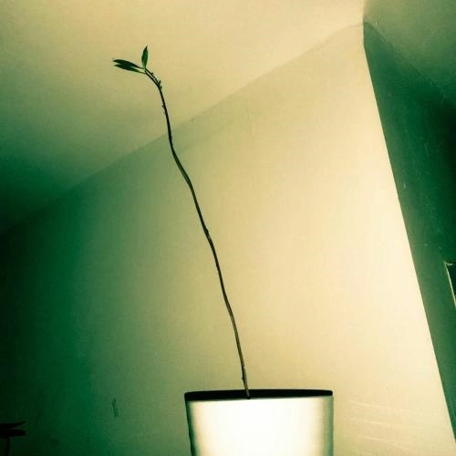 Белое Пятно