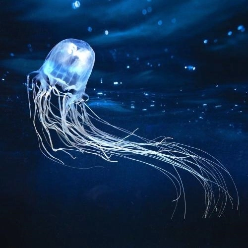 Я буду жить