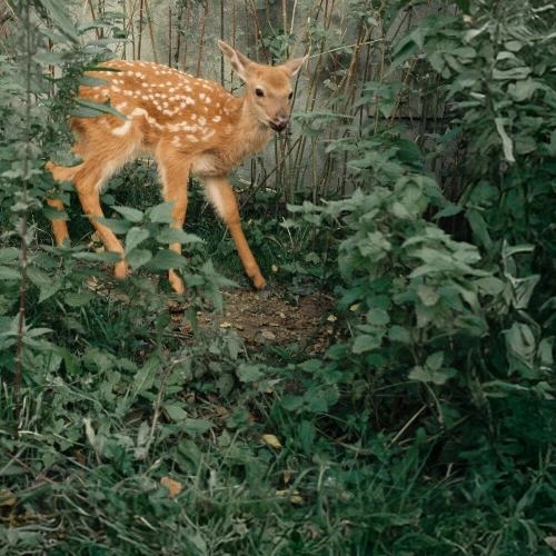 Лебедь из покрышки